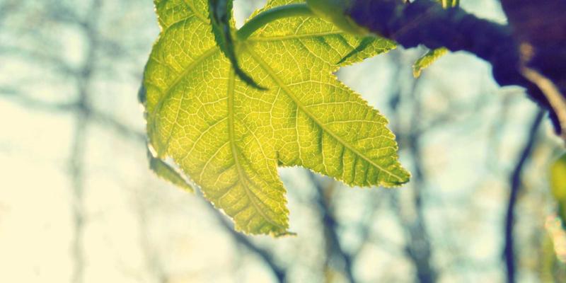 碳基芯片技术突破：量子计算与后摩尔时代半导体材料革命的机遇与挑战